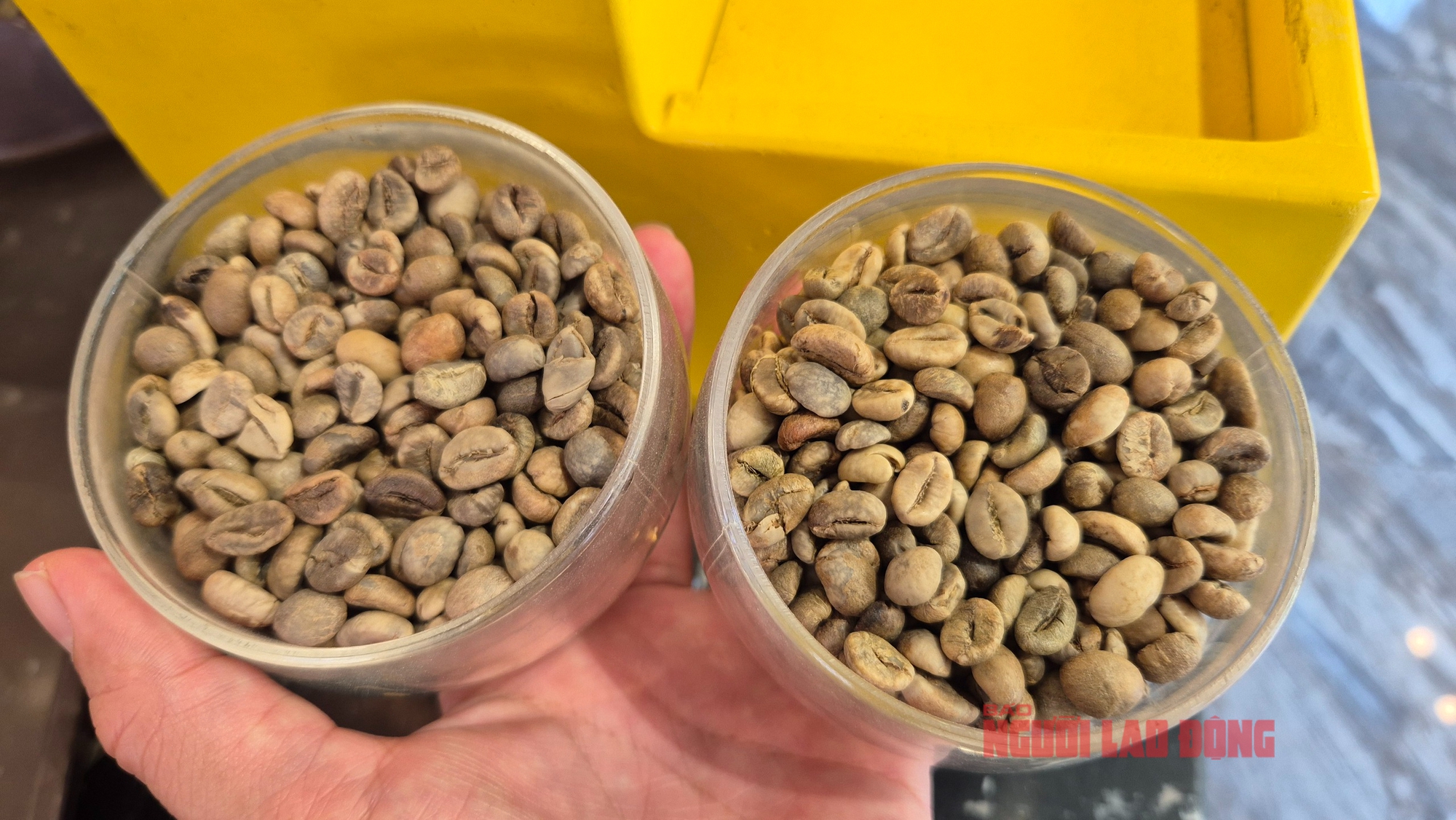 Gi&aacute; c&agrave; ph&ecirc; h&ocirc;m nay 18 - 6: Robusta tăng 6 phi&ecirc;n li&ecirc;n tiếp , n&ocirc;ng d&acirc;n b&aacute;n ra - Ảnh 2.