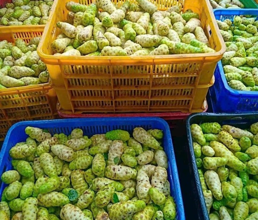 Đánh thức giá trị trái nhàu Việt - Ảnh 2.