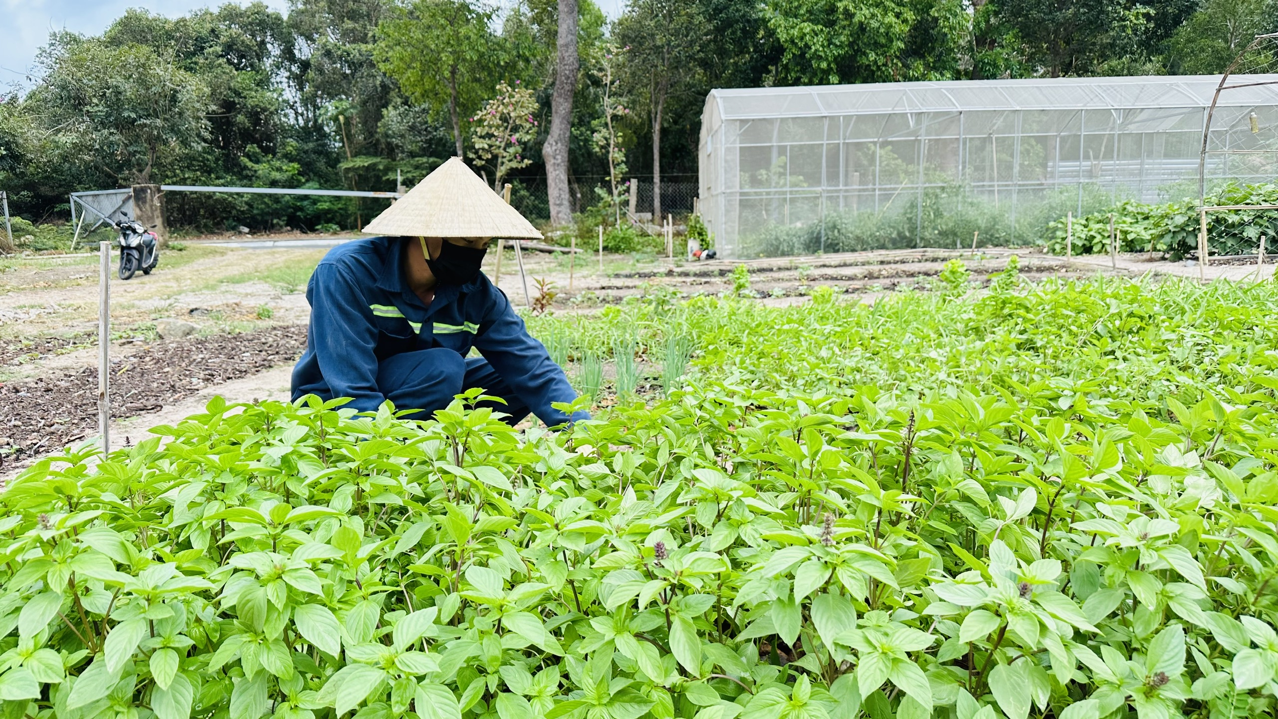 Biến r&aacute;c th&agrave;nh ph&acirc;n hữu cơ - Ảnh 4.