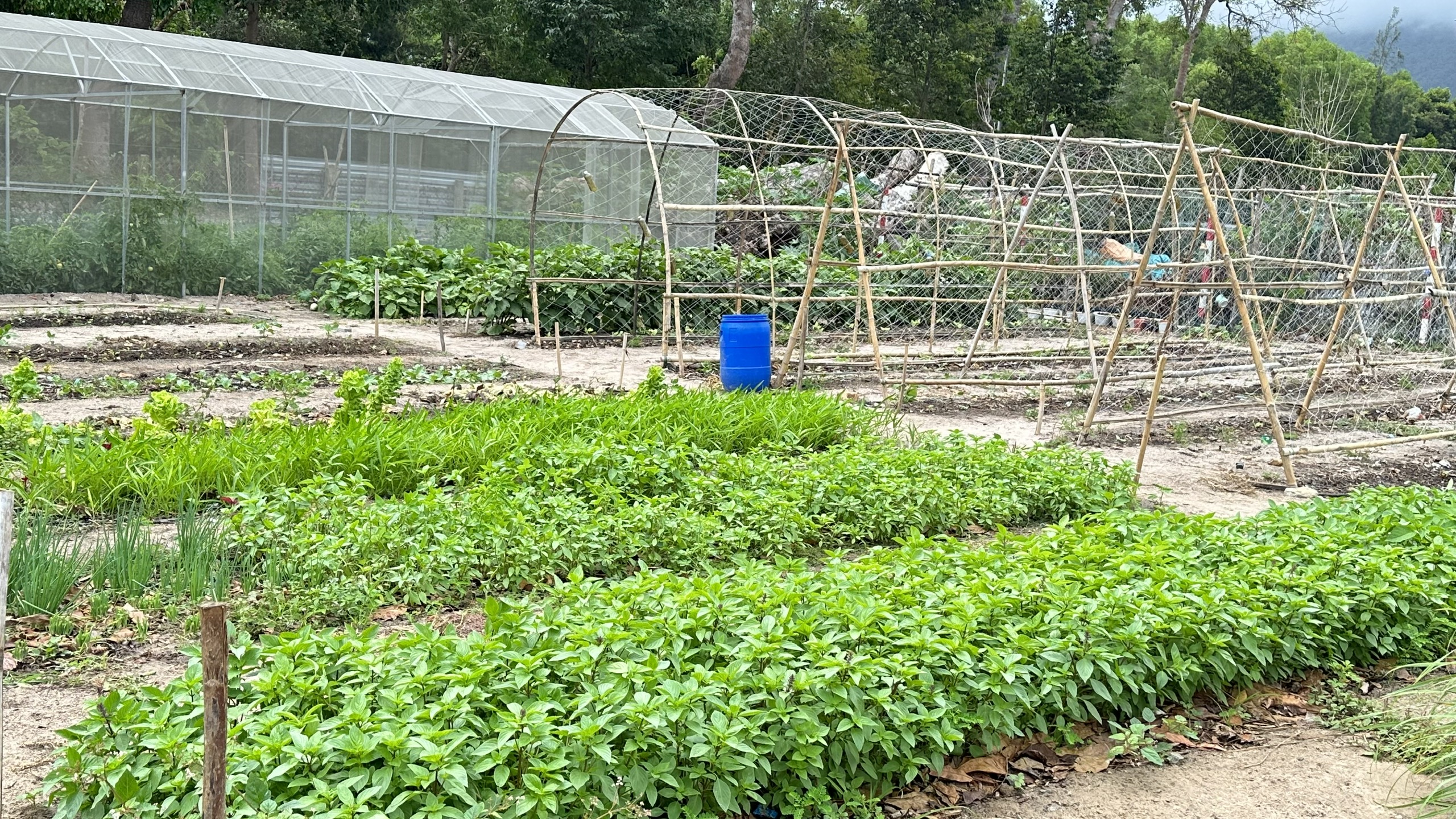 Biến r&aacute;c th&agrave;nh ph&acirc;n hữu cơ - Ảnh 5.