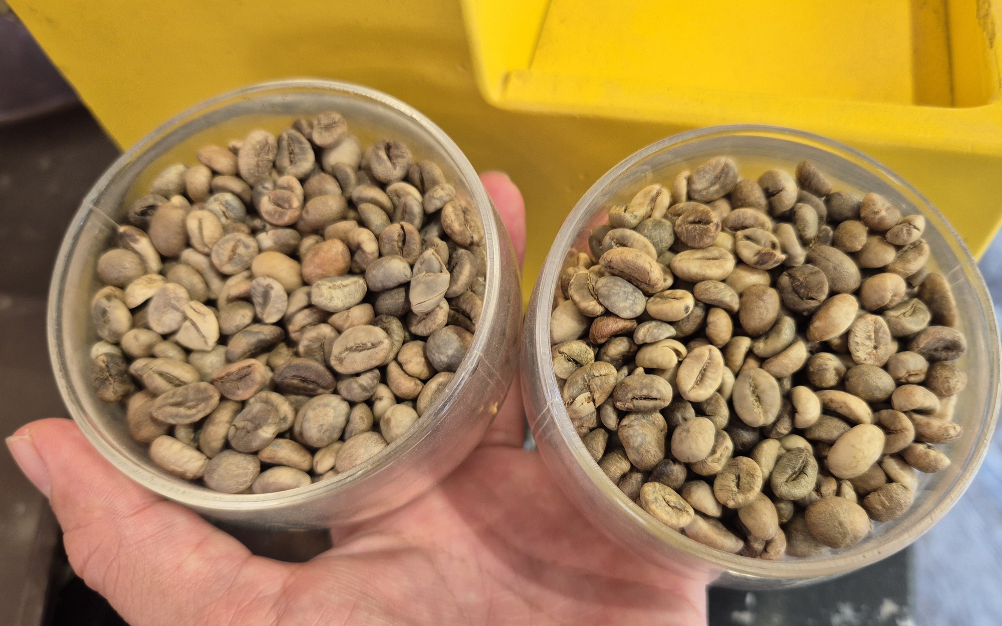 Giá cà phê hôm nay 18-6: Robusta tăng liền 6 phiên, nông dân tranh thủ bán ra