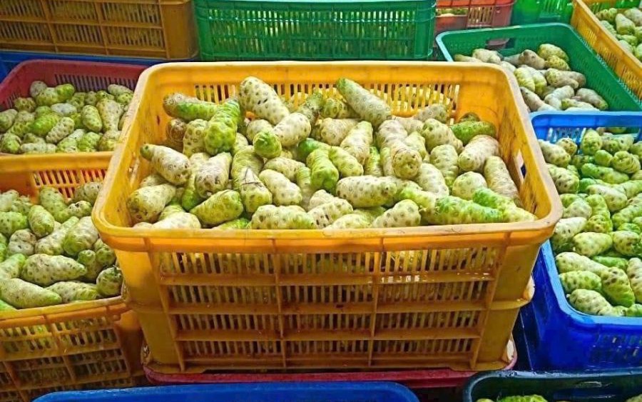 Đánh thức giá trị trái nhàu Việt