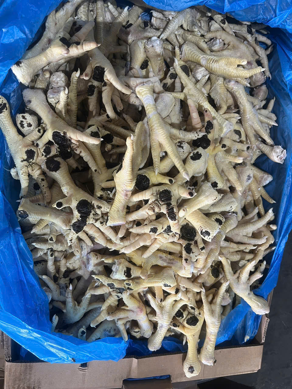 Khởi tố nữ chủ doanh nghiệp bu&ocirc;n lậu ch&acirc;n g&agrave; đ&ocirc;ng lạnh quy m&ocirc; lớn ở H&agrave; Nội - Ảnh 2.
