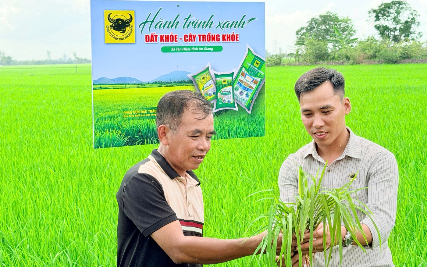 Lo từ gốc để cây lúa khỏe hơn