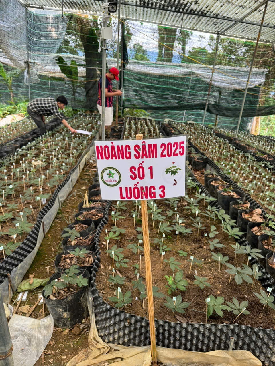 Số hóa sâm Ngọc Linh để bảo vệ sức khỏe người tiêu dùng - Ảnh 2.
