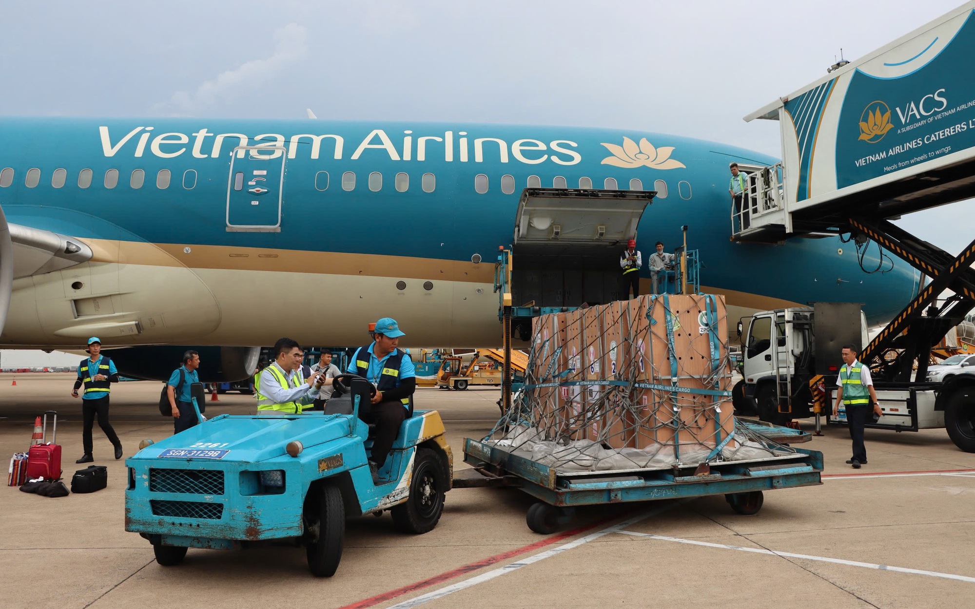Sếu đầu đỏ "bay" từ Thái Lan về Việt Nam bằng Boeing 787