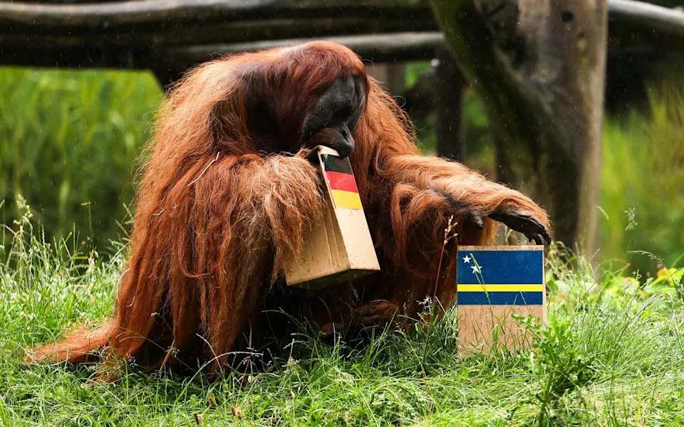 Voi so tài đười ươi "tiên tri" trận Đức – Ecuador - Ảnh 2.