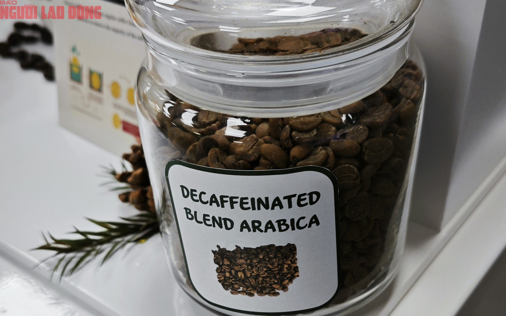 Giá cà phê hôm nay 29-6: Điều ít biết về cà phê không chứa caffeine