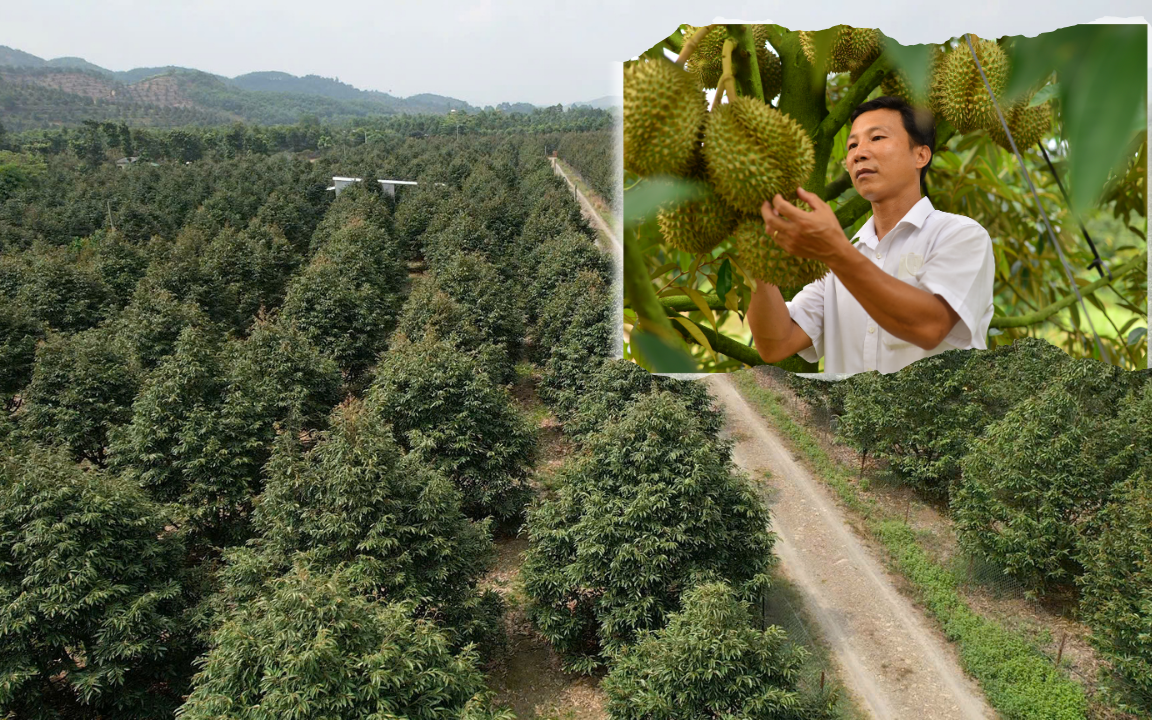 Nỗi sầu dai dẳng của ngành hàng sầu riêng