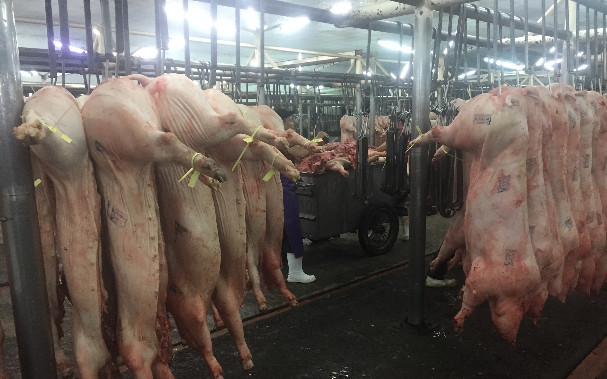 Giá heo hơi hôm nay, 30-6: Chợ đầu mối tiếp tục điều chỉnh giảm