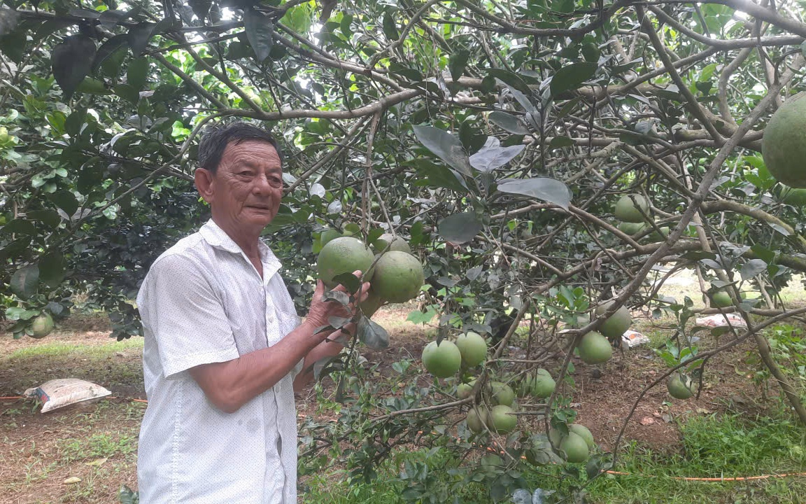 Xanh mướt Cù lao Bạch Đằng