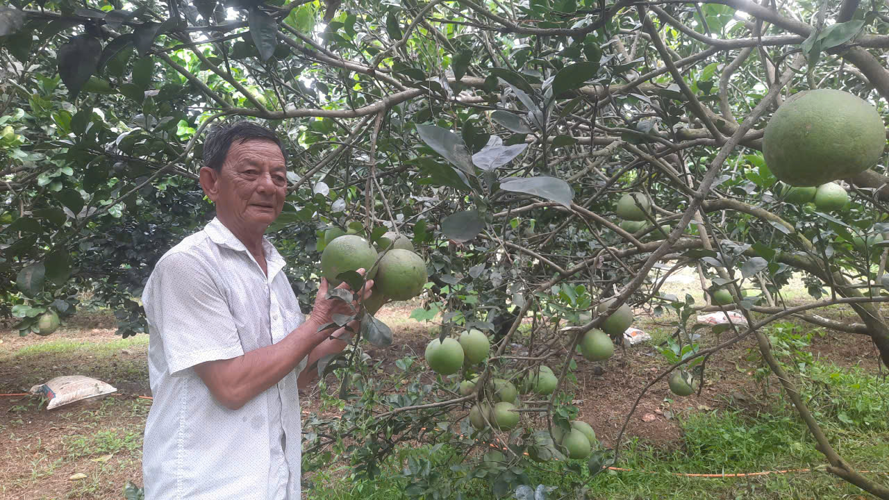 "Làng thông minh" giữa cù lao bưởi trăm năm - Ảnh 1.