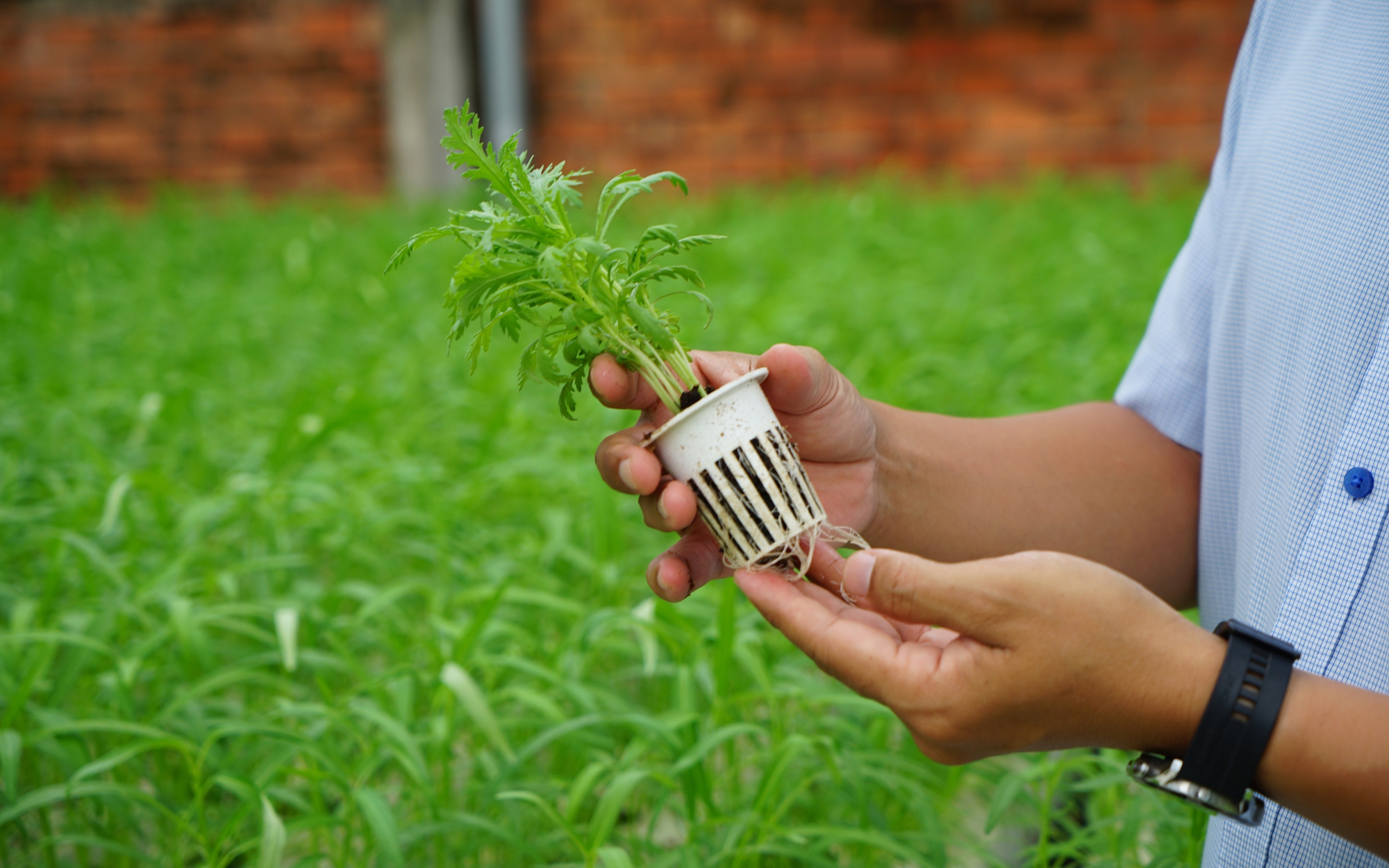 "Đánh thức" đất bỏ hoang bằng nông nghiệp số