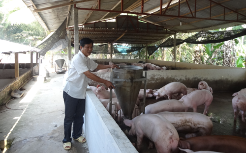 Người nuôi heo lãi lớn