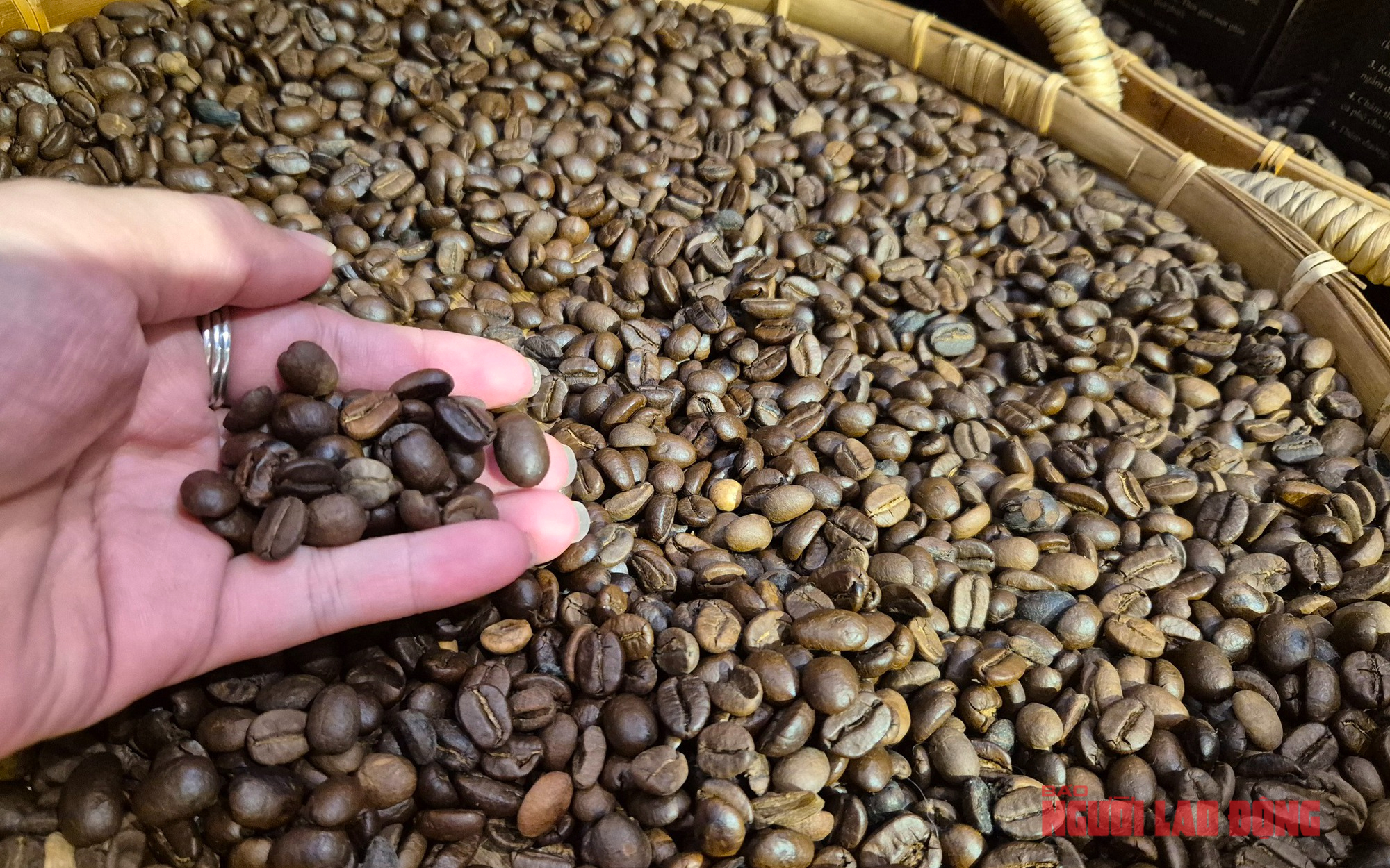 Giá cà phê hôm nay 6-6: Brazil được mùa cà phê kỷ lục nhưng Robusta ít đi