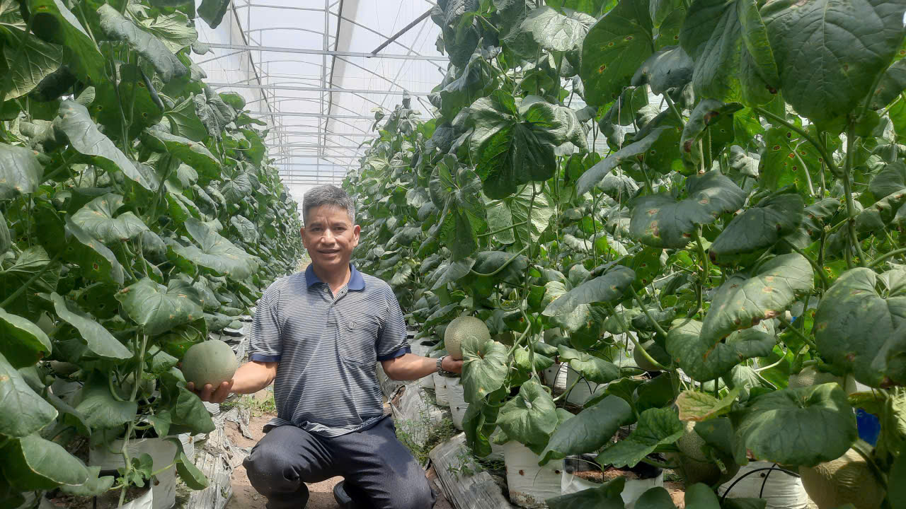 Khá giả nhờ trồng dưa lưới công nghệ cao - Ảnh 1.
