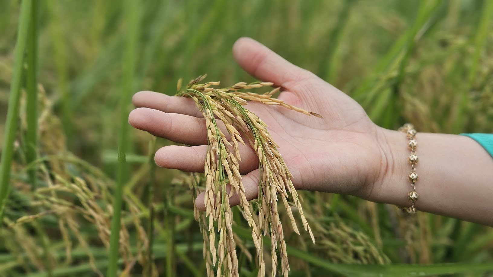Từ cánh đồng hữu cơ đến thương hiệu OCOP vùng ven đô - Ảnh 3.