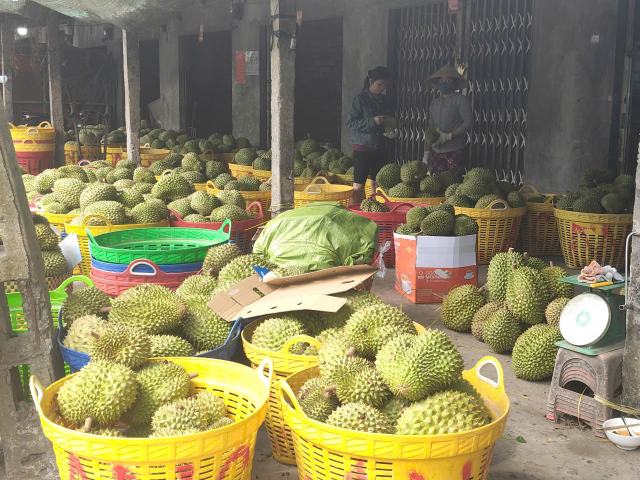 Kh&aacute;nh th&agrave;nh c&ocirc;ng tr&igrave;nh tr&aacute;i sầu ri&ecirc;ng Ngũ Hiệp: Biểu tượng n&ocirc;ng sản Đồng Th&aacute;p 2026 - Ảnh 4.