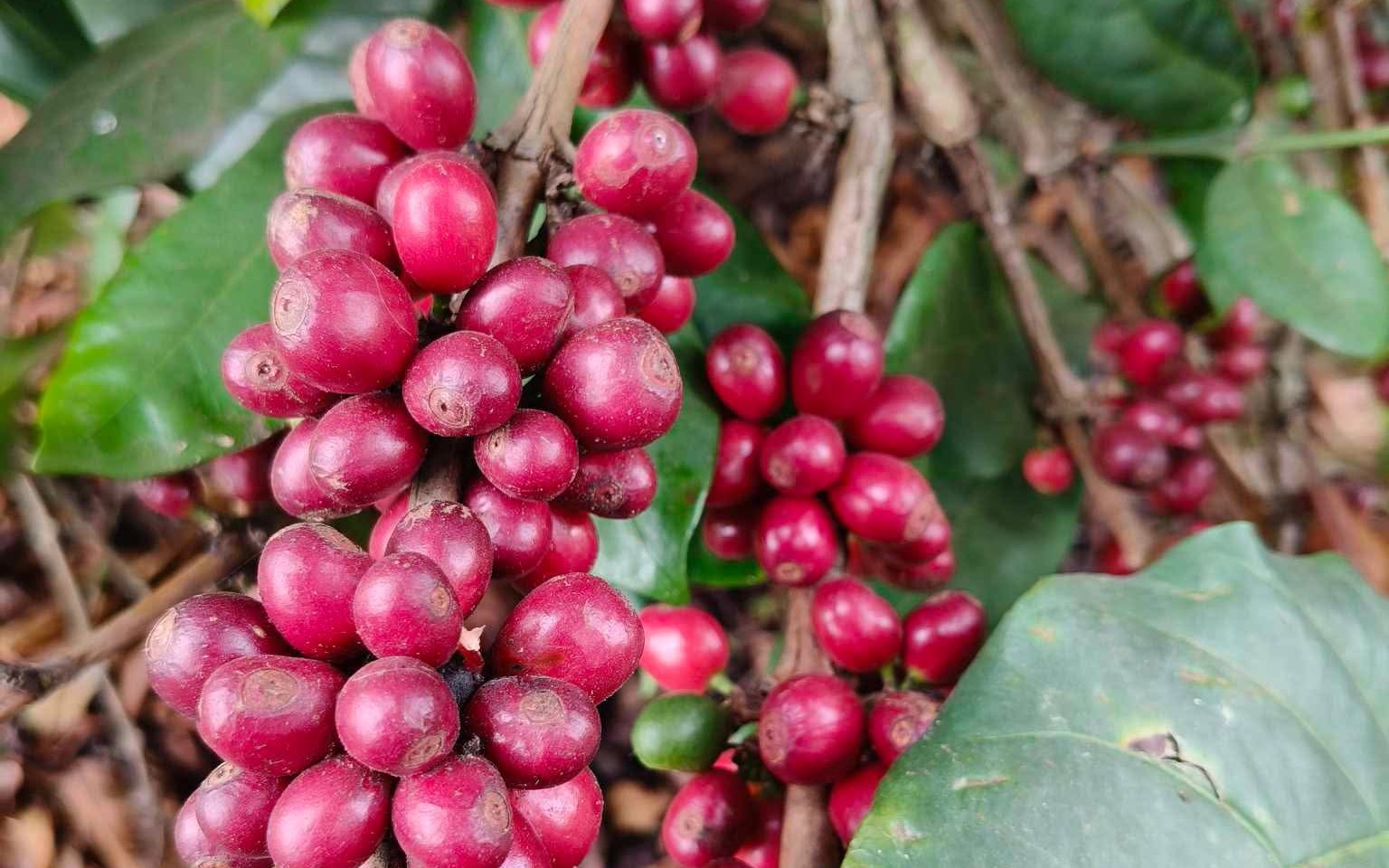 Giá cà phê hôm nay, 9-6: Robusta hồi phục, Arabica chưa tìm thấy đáy