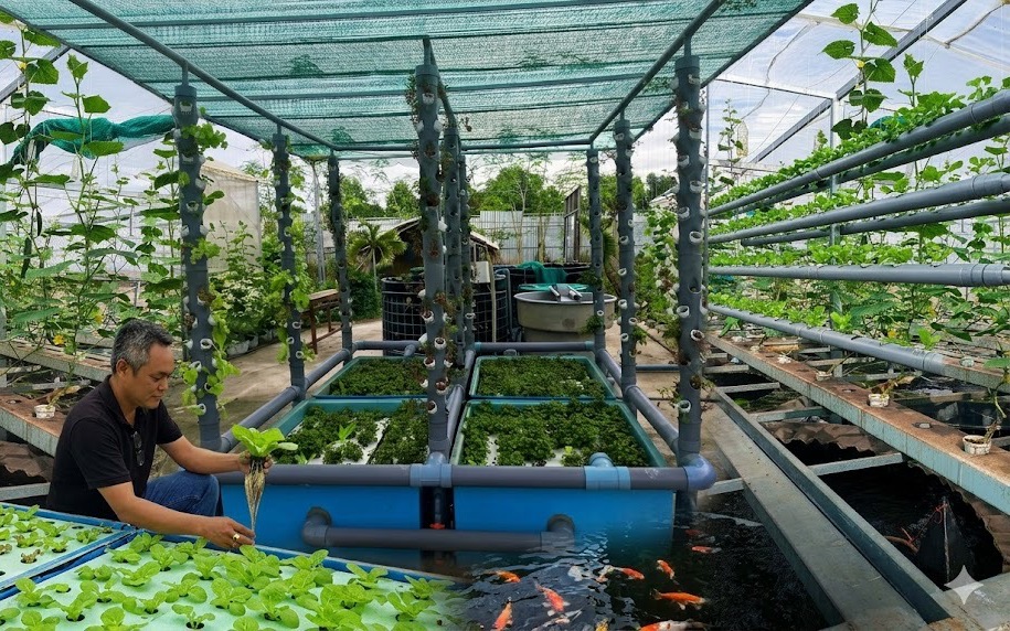 Biến chất thải thành tài nguyên, nuôi mực giữa lòng đô thị