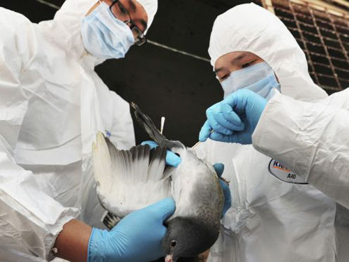 Xác nhận ca nhiễm H7N9 đầu tiên tại Hồng Kông