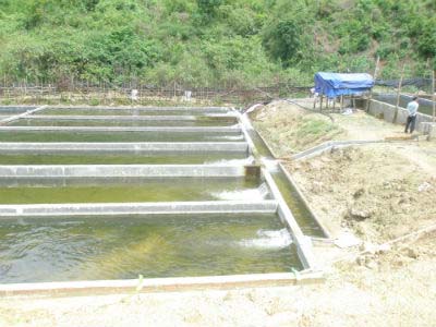 Cảnh báo “Trung Quốc hóa” trại cá tầm Việt Nam