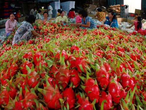 Thanh long ở ĐBSCL cháy hàng