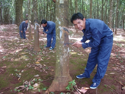Khổ vì mủ cao su rớt giá