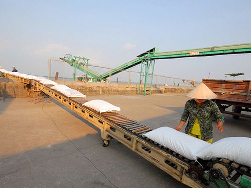 Liên kết để sản xuất và tiêu thụ lúa gạo