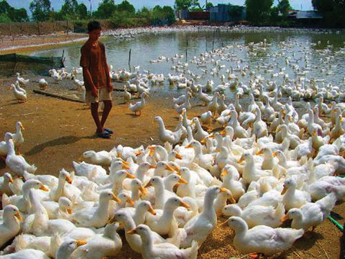 Lái buôn Trung Quốc “săn” vịt đẻ