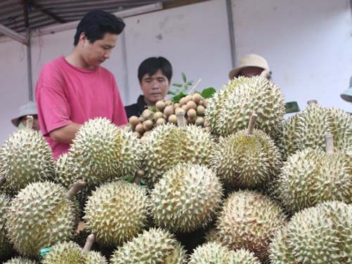 Nhúng hóa chất sầu riêng, thương lái ngoại bị trục xuất