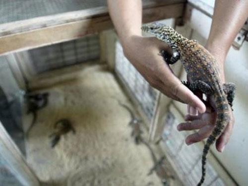 7 con rồng Komodo hiếm chào đời ở Indonesia