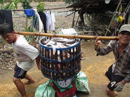 Người nuôi cá tra được bảo vệ