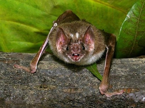 Dơi ma cà rồng giúp chống bệnh dại