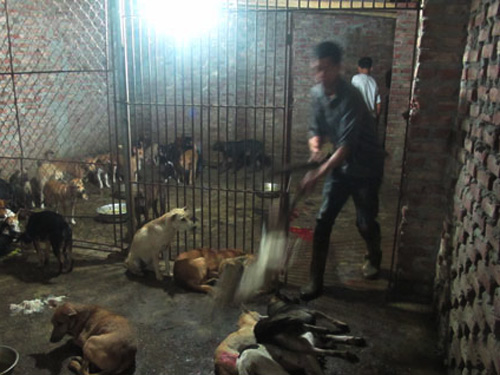 Thợ mổ chó đâm nhau tử vong