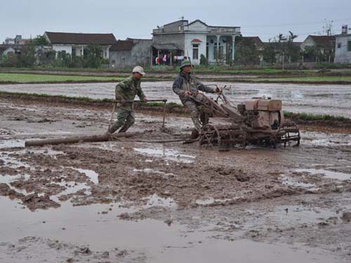 Cày ruộng đeo tai nghe, bị bố mắng bỏ chạy ngã tử vong