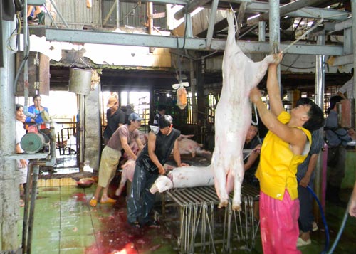 Rắc rối khi đình chỉ một lò mổ ô nhiễm