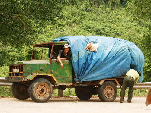 Khởi tố vụ án chặt sưa