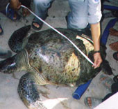 Thả về biển con vích nặng 73 kg