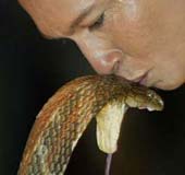 Kỷ lục hôn rắn mới