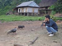 Thuần dưỡng thành công gà lôi trắng