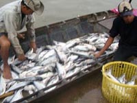 Trộm tôm, thuốc cá, phá vườn cây!