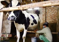 Lại phát hiện sữa của Hanoi Milk có melamine