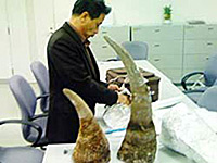 Những con đường nhập lậu sừng tê giác