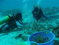 Các dải san hô tái sinh kỳ diệu sau sóng thần