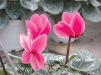 Góc phố của nội