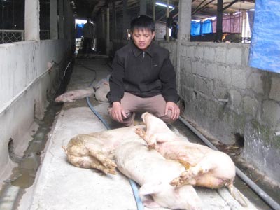 Dịch tả heo đang gây thiệt hại lớn