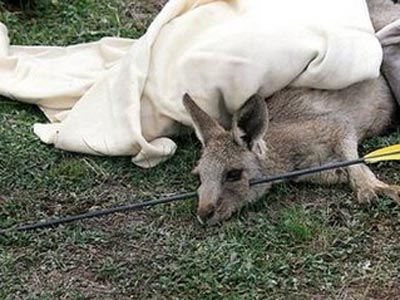 Kangaroo bị tên bắn xuyên đầu 1 tuần vẫn sống sót