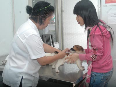 Người nuôi chó phải đăng ký