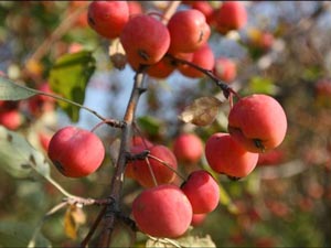 Lẻ loi rừng táo dại cuối cùng trên thế giới